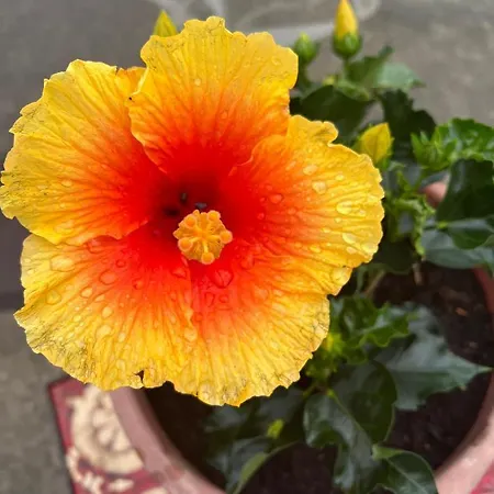 Les Du Valjoly 1 Lejlighed